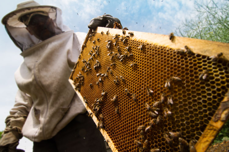 organic certification for honey